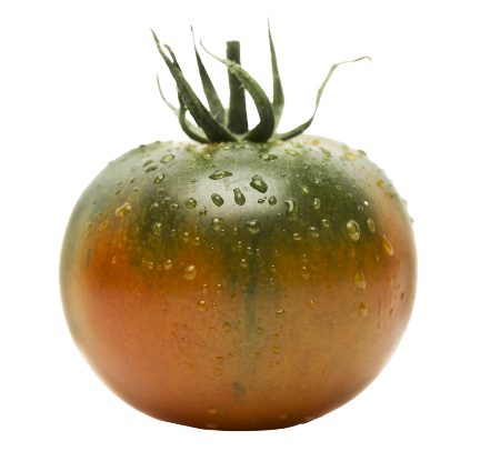 tondoliscio-1